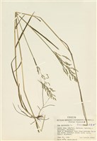 藏品(粗莖早熟禾)的圖片